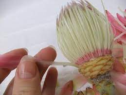 My Creative Workbook Protea Flower Protea Flowers