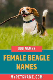 Picking the perfect name for this pup can leave you feeling (to quote the breed's most famous ambassador, snoopy) bleah!!! but fear not, here is a list of becoming … Female Beagle Names Beagle Names Female Dog Names Dog Names