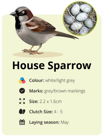 Bird Egg Identification Guide - Wise Owl Blog by Love Garden Birds