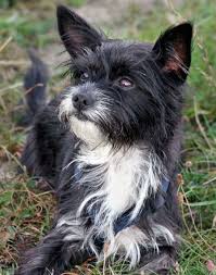 Full Grown Chihuahua Terrier Mix Black And Brown Luna The Chihuahua Mix Chihuahua Mix Smooth Fox Terriers Chihuahua