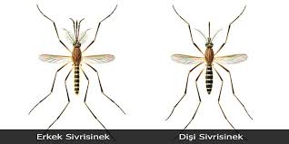 Disi Ve Erkek Sivrisinek Hayvan Kopek Balik