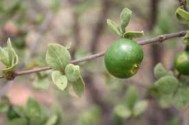 Image result for Vangueria vestita