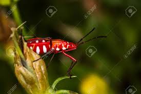 Doch sind die roten käfer, die plötzlich in den gärten in massen auftreten können auch so gefährlich für die pflanzen, wie die farbe den anschein macht. Der Rote Kafer Im Garten Lizenzfreie Fotos Bilder Und Stock Fotografie Image 54112903