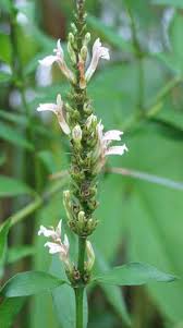 Image result for Justicia stachytarphetoides