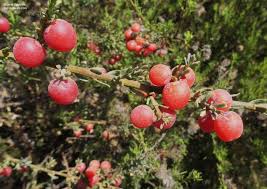 Image result for Muraltia