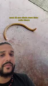 Descubra a Verdade sobre a Cobra Cega