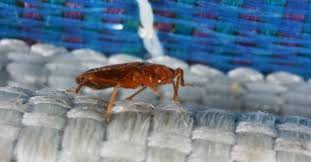Bed Bugs Do It Yourself Control Options Insects In The City
