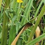 Image result for Aspilia pluriseta