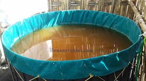 Teknik Budidaya Ikan Dengan System Bioflok Prassterpal Com