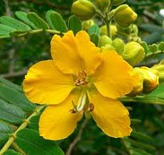 Image result for Senna singueana
