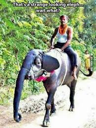 Nice Meanwhile In India Funny Animals Funny Animal Pictures Funny Pictures