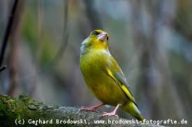 Vogel Bild Heimischer Vogel Gelber Bauch