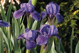 Daylilies Daylily Bulbs Iris Peonies Hostas Ornamental Grasses Iris Flowers Rose