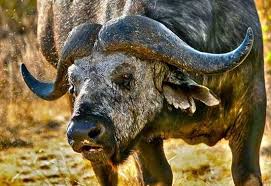 Pin By Roy Harrell Jr On African Wildlife Deadly Animals Top 10 Deadliest Animals Animals