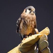 Install in the right places. American Kestrels Carnegie Museum Of Natural History
