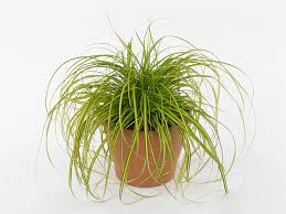 Image result for Carex mannii