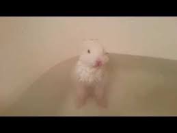 In this video, a baby bunny is given a. Two Week Old Baby Bunny Has Her First Bath Neatorama