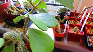Their love for bright sunlight is one of the crucial aspects to keep in mind when choosing a. How To Care For And Grow The Sweetheart Plant Hoya Kerrii Youtube
