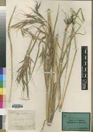 Image result for Hyparrhenia gazensis