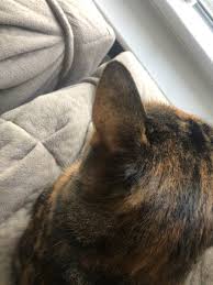 This type is known as preauricular alopecia and it is fairly normal in every cat. Hair Loss On Both Ears Feline Diabetes Message Board Fdmb