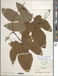 Image result for Coccinia barteri