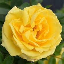 Impress your other half by including your anniversary flower in their bouquet. Golden Anniversary Patio Rose 5 5l Pot 26 99