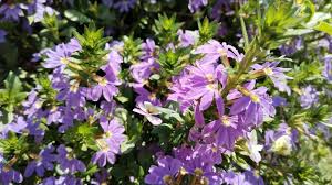 Image result for foto Vějířovka