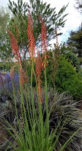 Image result for Kniphofia thomsonii