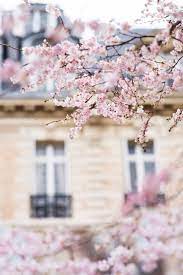 Lovely Clusters Springtime In Paris Large Wall Art French Home Decor