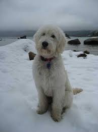 How to get the teddy bear haircut on a goldendoodle? Goldendoodle Nursery Goldendoodles Adoption A Little Blessing 4u