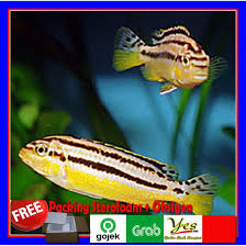 Memiliki hewan peliharaan tentu menjadi salah satu alternatif dalam mengurangi tingkat stress maupun kebosanan selama di rumah. Ikan Niasa Niassa Ikan Hias Aurus Chiclid Kuning Hitam Untuk Aquascape Aquarium Murah Shopee Indonesia