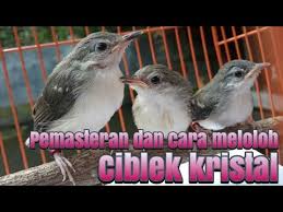 Jenis pakan ciblek yang dapat meningkatkan stamina dan kualitas suara. Lolohan Ciblek Kristal Youtube