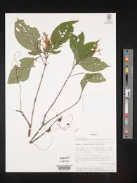 Image result for Anisotes sessiliflorus