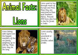 Free Animal Facts Printable Flashcards Or Posters Lion Facts For Kids Fun Facts About Lions Fun Facts For Kids