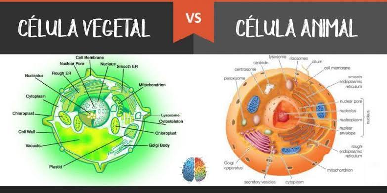 Resultado de imagen para celula animal y vegetal"