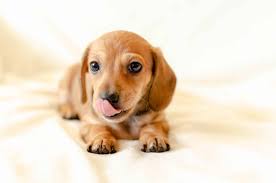 26 dotson puppies products found. Dachshund Puppies Dachshund Puppy Facts And How To Get A Puppy