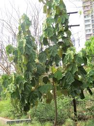Image result for Pterospermum acerifolium