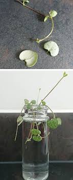 Check spelling or type a new query. String Of Hearts Ceropegia Woodii Our House Plants