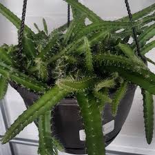 Since i started with just a little all plants prop differently. Selenicereus Testudo Dog S Tail Cactus In Gardentags Plant Encyclopedia