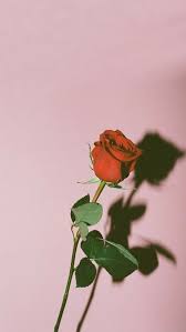 Rose Flowers And Red Image Lock Screen Rose Gold Aesthetic 564x1001 Download Hd Wallpaper Wallpapertip Tee1079 rose gold pink home screens lock screens wallpapers backgrounds iphone homescreen wallpaper pink wallpaper iphone chanel wallpapers. lock screen rose gold aesthetic