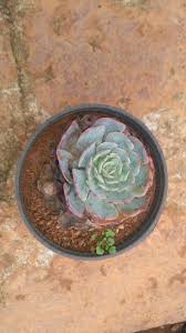 Cactus and succulents are the plants that easily adapt to dry environments and store water in their roots, stems, and leaves. Cactus Succulents Plantslive