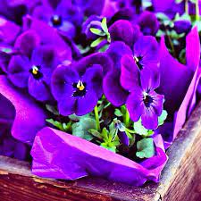 Untitled Purple Flowers Beautiful Flowers Purple Pansy