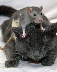 Friends Cute Animals Animals Animals Friendship