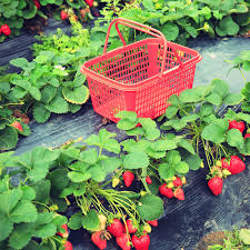 Hundreds of aspiring gardeners are on the wait lists for allotment plots around the country; Allotment Ideas For Beginners Tips For Grow Your Own Newbies