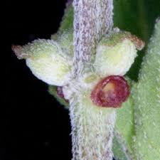 Image result for Ocimum urundense