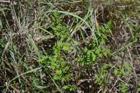 Image result for Cheilanthes multifida