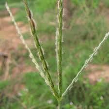 Image result for Digitaria diagonalis