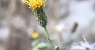 Image result for Asterochaete