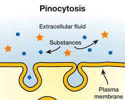 Image of pinocytosis process