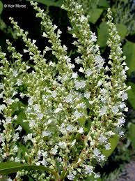 Image result for Fallopia